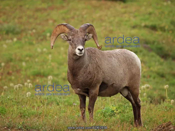 : Bighorn / Big-Horn Sheep - urinating : Bighorn / Big-Horn Sheep - urinating