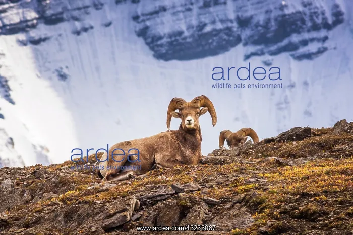 : Bighorn rams on Wilcox Ridge under Mount Athabasca : Bighorn rams on Wilcox Ridge under Mount Athabasca
