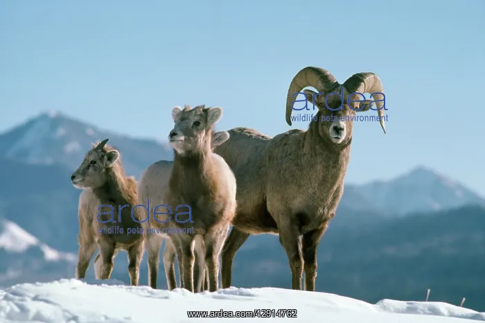 : Bighorn Sheep : Bighorn Sheep