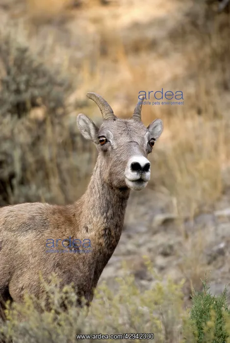 : Bighorn Sheep - close up of head of female : Bighorn Sheep - close up of head of female