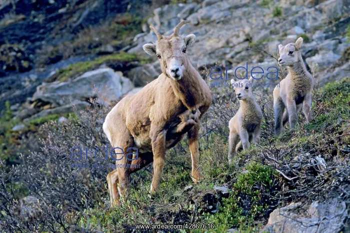 : Bighorn Sheep - ewe with lambs : Bighorn Sheep - ewe with lambs
