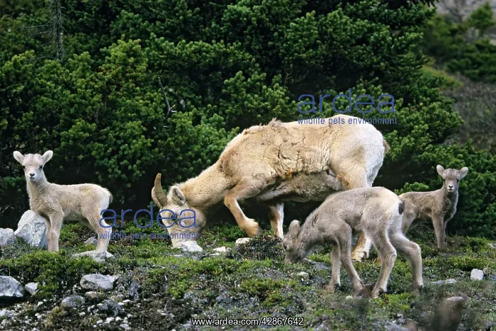 : Bighorn Sheep - ewe and lambs : Bighorn Sheep - ewe and lambs