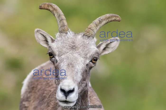 : Bighorn sheep ewe portrait, Colorado alpine country : Bighorn sheep ewe portrait, Colorado alpine country