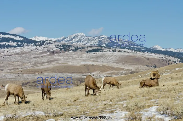 : Bighorn Sheep. Ewes graze while ram rests : Bighorn Sheep. Ewes graze while ram rests