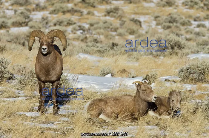 : Bighorn Sheep. A family, consisting of ram, ewe : Bighorn Sheep. A family, consisting of ram, ewe
