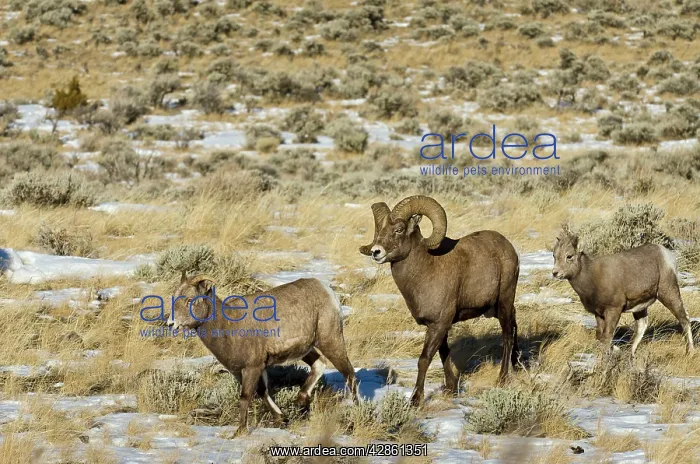: Bighorn Sheep. A family, consisting of ram, ewe : Bighorn Sheep. A family, consisting of ram, ewe