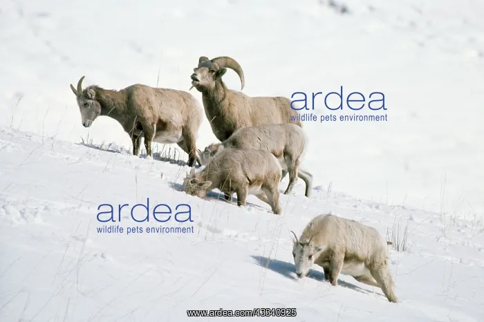 : Bighorn SHEEP - group in snow : Bighorn SHEEP - group in snow