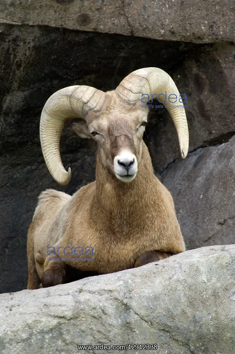 : Bighorn Sheep - Male sitting on rock ledge : Bighorn Sheep - Male sitting on rock ledge