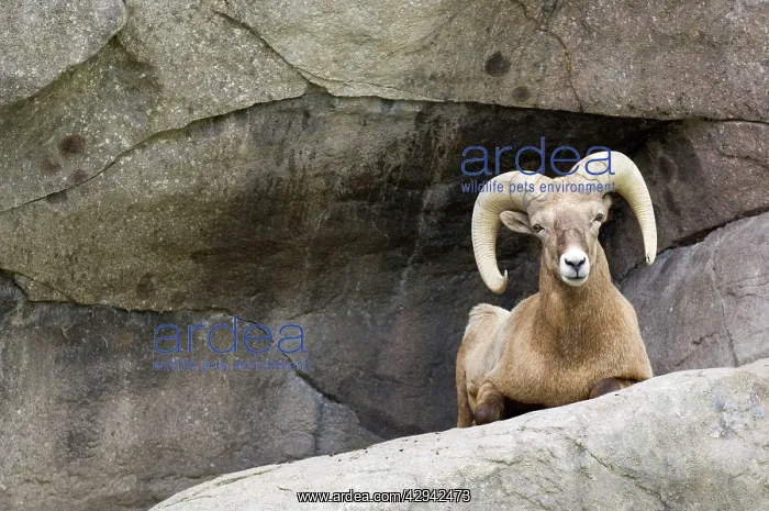 : Bighorn Sheep - Male sitting on rock ledge : Bighorn Sheep - Male sitting on rock ledge