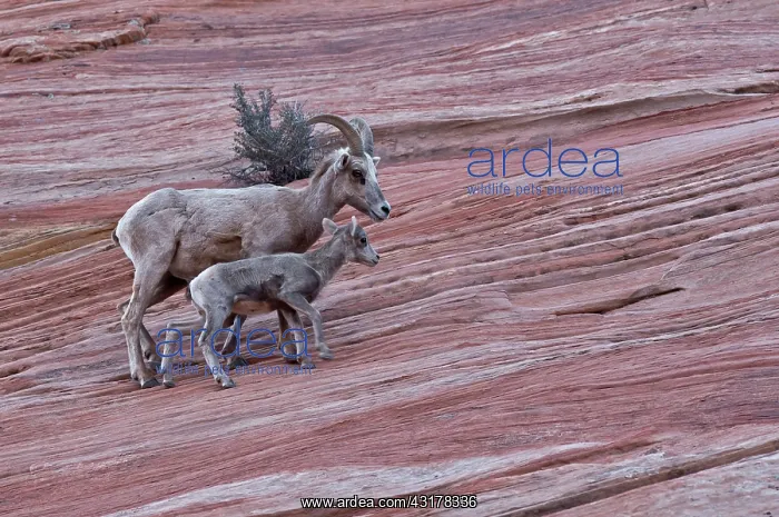 : Bighorn Sheep (Ovis canadensis). Zion National Park : Bighorn Sheep (Ovis canadensis). Zion National Park