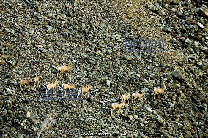 : Bighorn sheep, Ovis canadensis, Cathedral : Bighorn sheep, Ovis canadensis, Cathedral