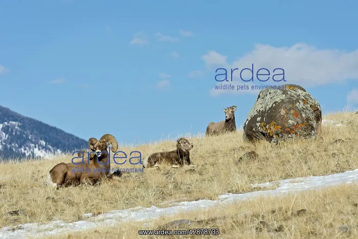 : Bighorn Sheep (Ovis canadensis) family--ram, lamb and ewe : Bighorn Sheep (Ovis canadensis) family--ram, lamb and ewe