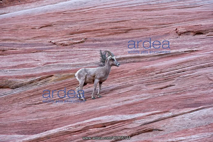  : Bighorn Sheep (Ovis canadensis) female. Zion National