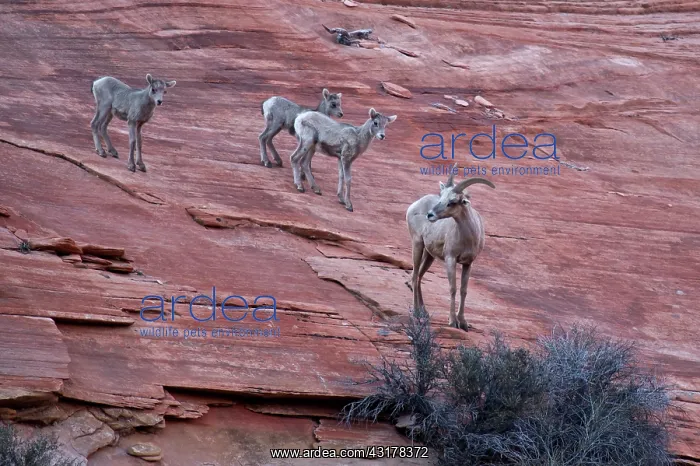 : Bighorn Sheep (Ovis canadensis) female and youngsters : Bighorn Sheep (Ovis canadensis) female and youngsters