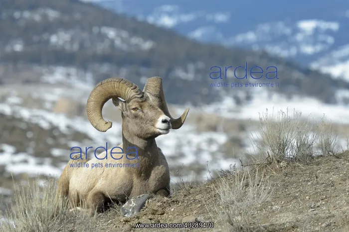 : Bighorn Sheep (Ovis canadensis) male, ram, lyin : Bighorn Sheep (Ovis canadensis) male, ram, lyin