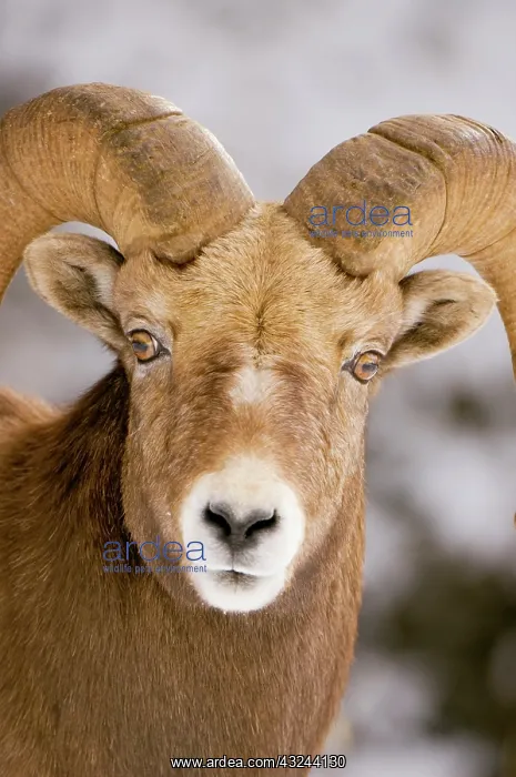 : Bighorn sheep, Ovis canadensis, Maligne : Bighorn sheep, Ovis canadensis, Maligne