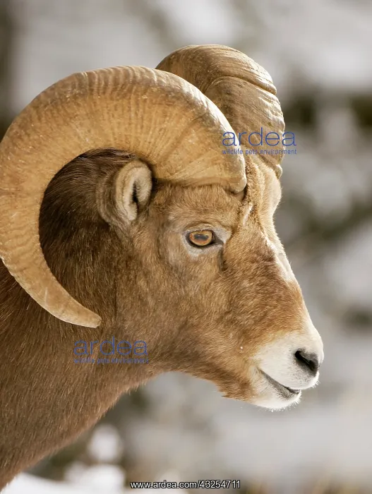 : Bighorn sheep, Ovis canadensis, Maligne : Bighorn sheep, Ovis canadensis, Maligne