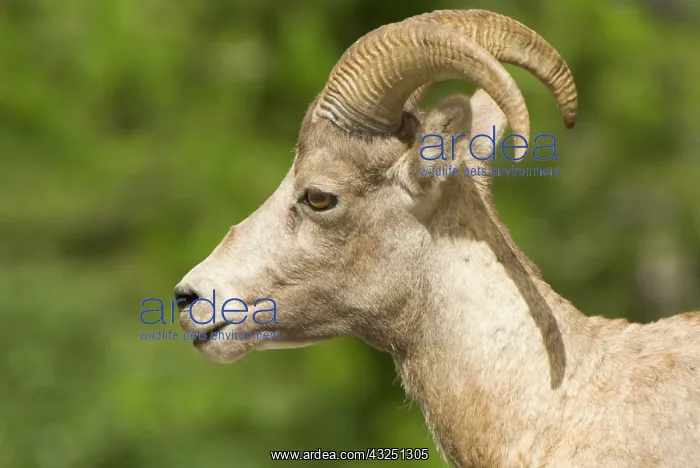 : Bighorn sheep, Ovis canadensis, Peter Lougheed : Bighorn sheep, Ovis canadensis, Peter Lougheed