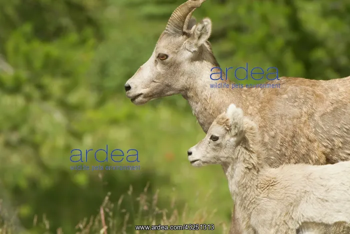 : Bighorn sheep, Ovis canadensis, Peter Lougheed : Bighorn sheep, Ovis canadensis, Peter Lougheed