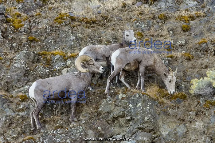 : Bighorn Sheep (Ovis canadensis) ram with two ewes : Bighorn Sheep (Ovis canadensis) ram with two ewes