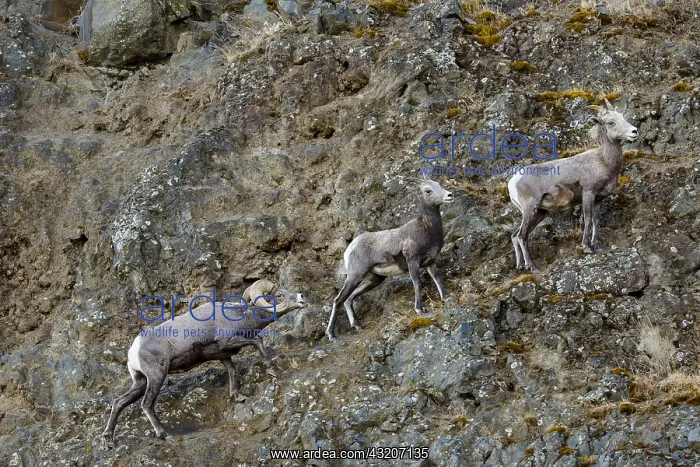  : Bighorn Sheep (Ovis canadensis) ram with two ewes