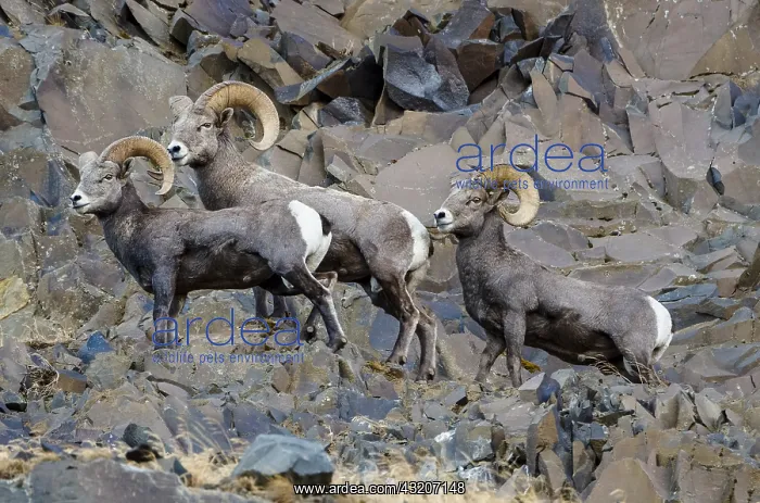  : Bighorn Sheep (Ovis canadensis) rams on cliff walls
