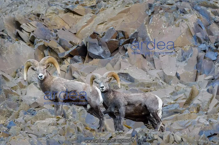 : Bighorn Sheep (Ovis canadensis) rams near the John : Bighorn Sheep (Ovis canadensis) rams near the John