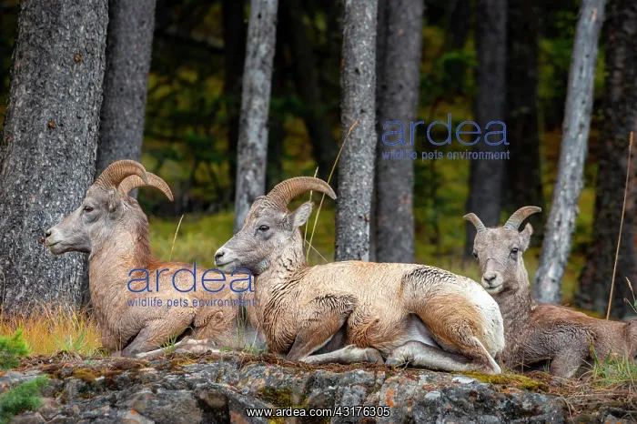 : Three bighorn sheep (Ovis canadensis) sitting on : Three bighorn sheep (Ovis canadensis) sitting on