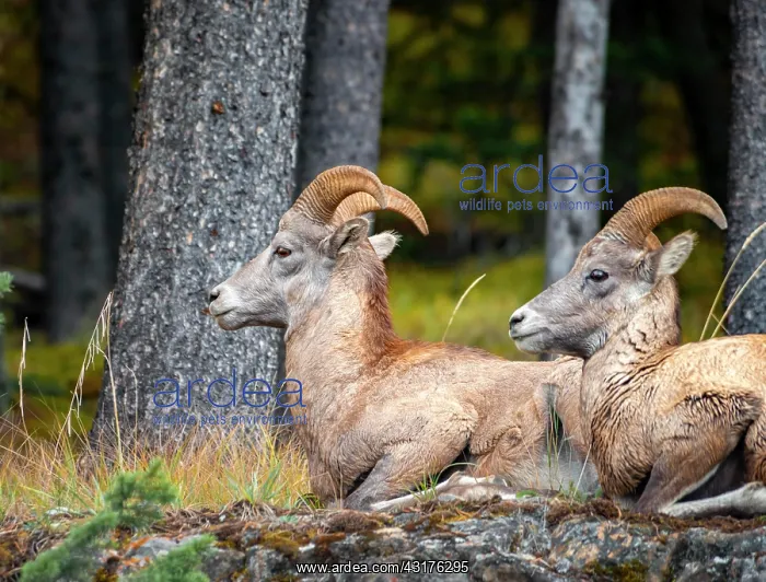 : Two bighorn sheep (Ovis canadensis) sitting on rocks : Two bighorn sheep (Ovis canadensis) sitting on rocks