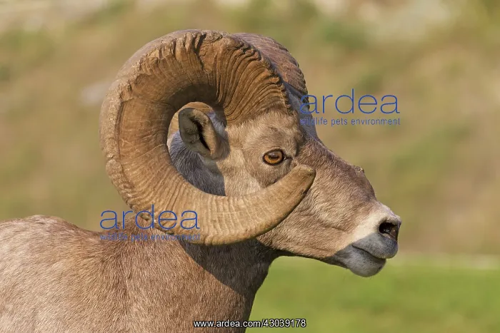  : Bighorn sheep portrait of a ram