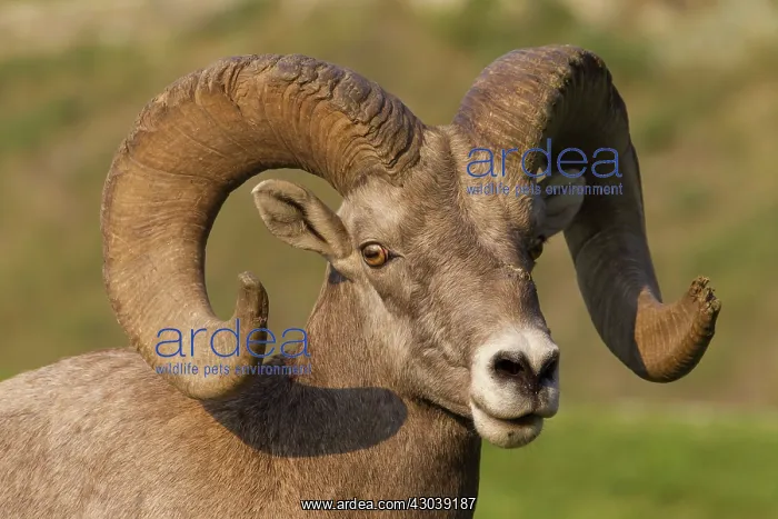  : Bighorn sheep portrait of a ram