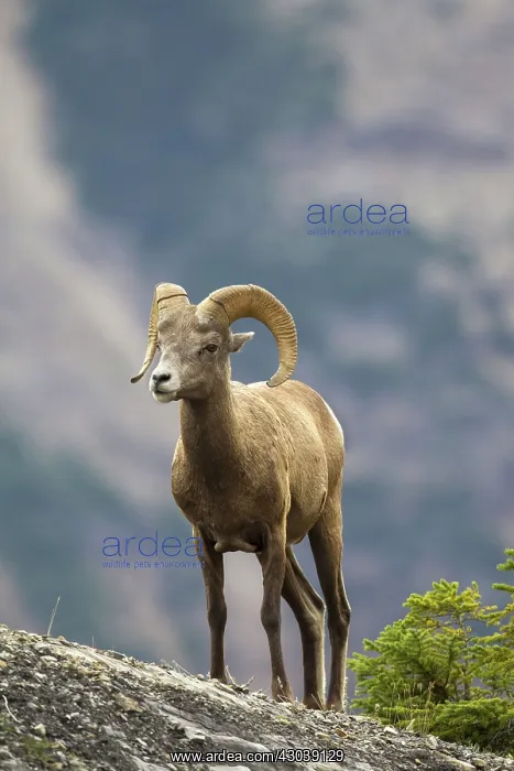  : Bighorn Sheep ram