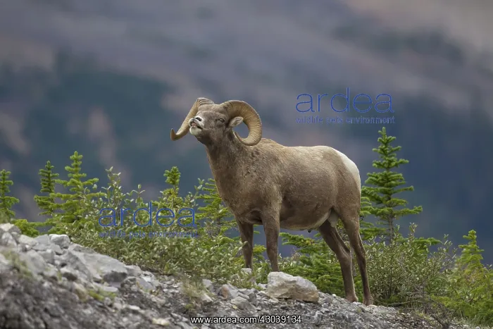  : Bighorn Sheep ram