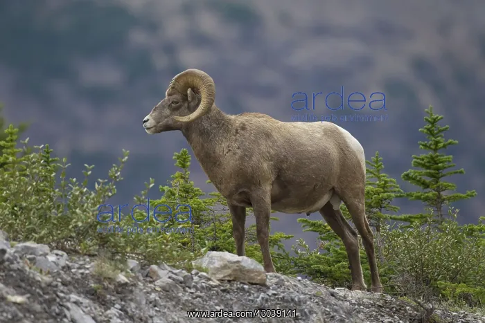  : Bighorn Sheep ram