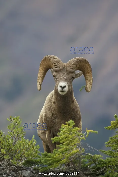  : Bighorn Sheep ram