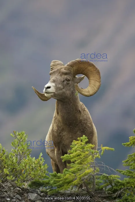  : Bighorn Sheep ram