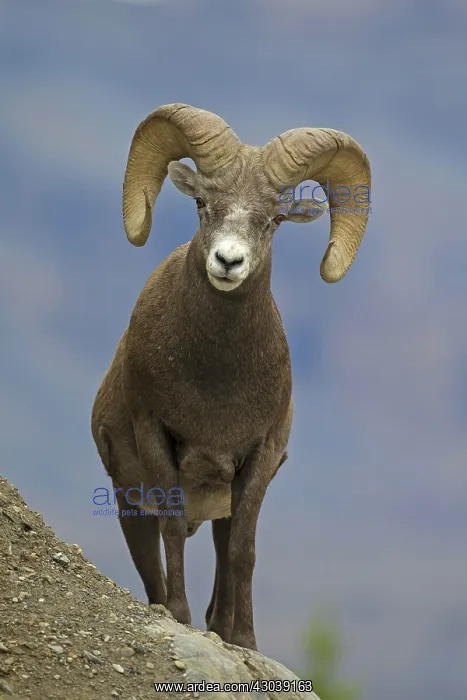  : Bighorn Sheep ram