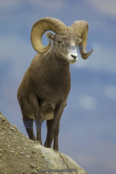  : Bighorn Sheep ram