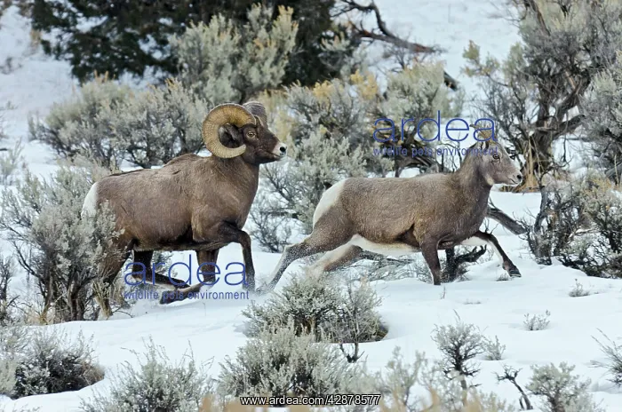 : Bighorn Sheep. Ram chasing ewe he thinks is ready : Bighorn Sheep. Ram chasing ewe he thinks is ready