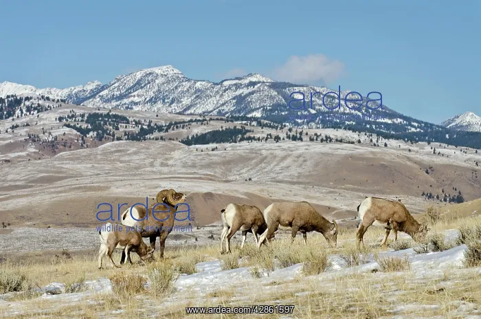 : Bighorn Sheep. Ram checking out / smelling to : Bighorn Sheep. Ram checking out / smelling to