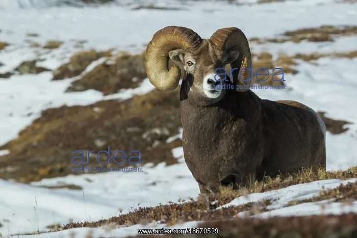 : Bighorn sheep ram at home in the alpine country : Bighorn sheep ram at home in the alpine country