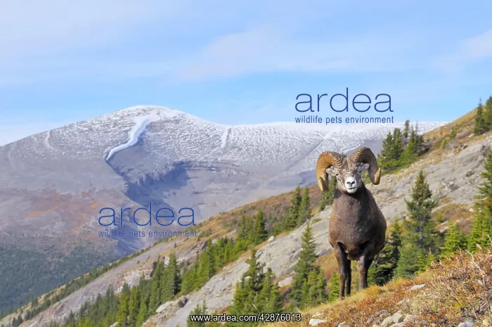 : Bighorn Sheep Ram - with near full curl : Bighorn Sheep Ram - with near full curl