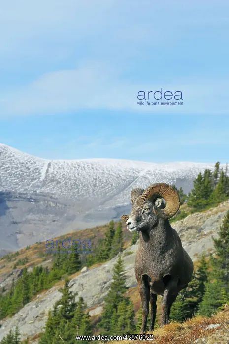: Bighorn Sheep Ram - with near full curl : Bighorn Sheep Ram - with near full curl