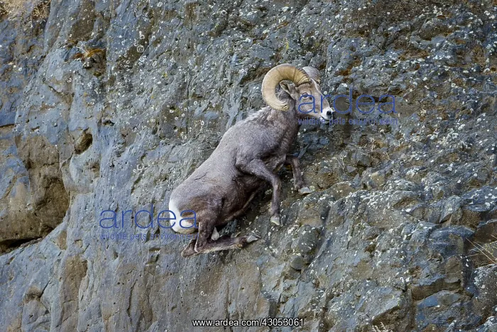  : Bighorn Sheep Ram (Ovis canadensis) climbing up