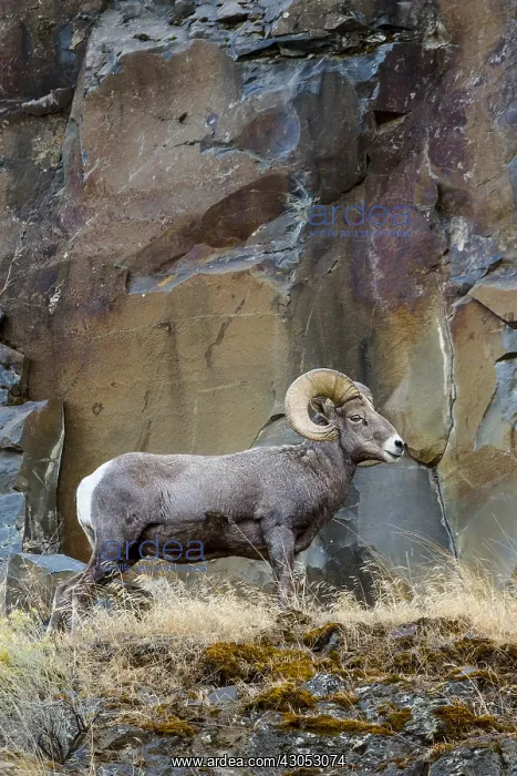 : Bighorn Sheep Ram (Ovis canadensis). North Central : Bighorn Sheep Ram (Ovis canadensis). North Central