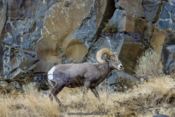 : Bighorn Sheep Ram (Ovis canadensis). North Central : Bighorn Sheep Ram (Ovis canadensis). North Central
