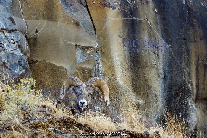 : Bighorn Sheep Ram (Ovis canadensis) resting on steep : Bighorn Sheep Ram (Ovis canadensis) resting on steep