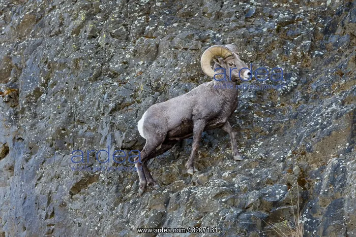 : Bighorn Sheep Ram (Ovis canadensis) walking in steep : Bighorn Sheep Ram (Ovis canadensis) walking in steep