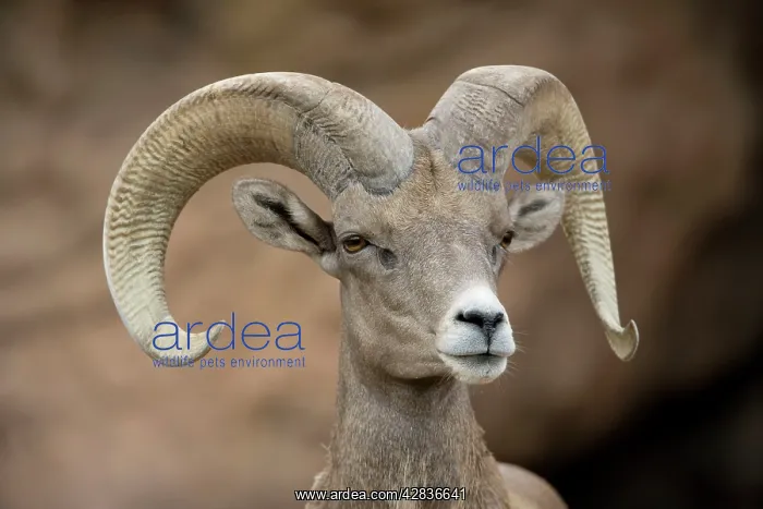 : Bighorn Sheep - Ram portrait : Bighorn Sheep - Ram portrait
