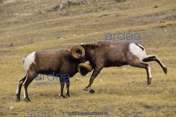 : Bighorn Sheep - rams butt heads : Bighorn Sheep - rams butt heads